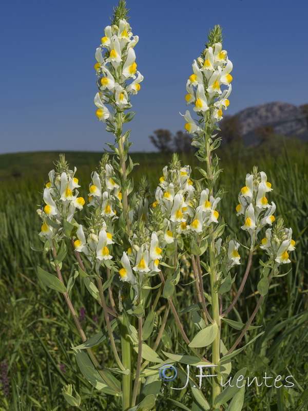 Linaria latifolia.15