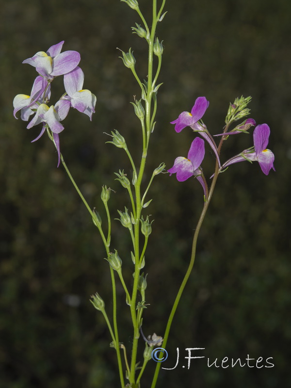 Linaria maroccana.01