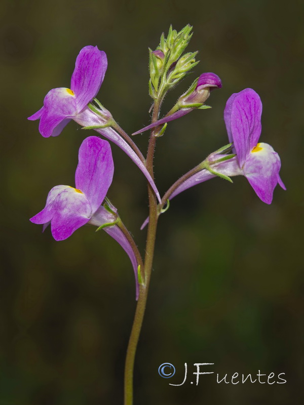 Linaria maroccana.02