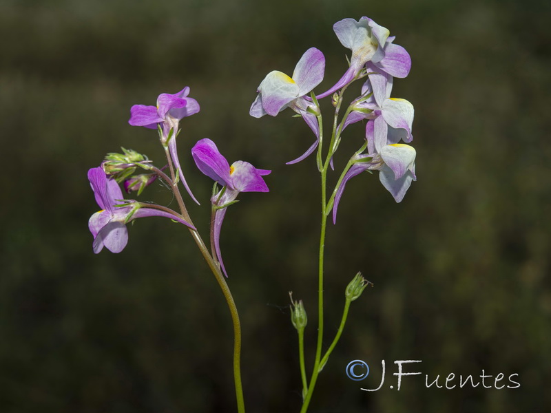 Linaria maroccana.03