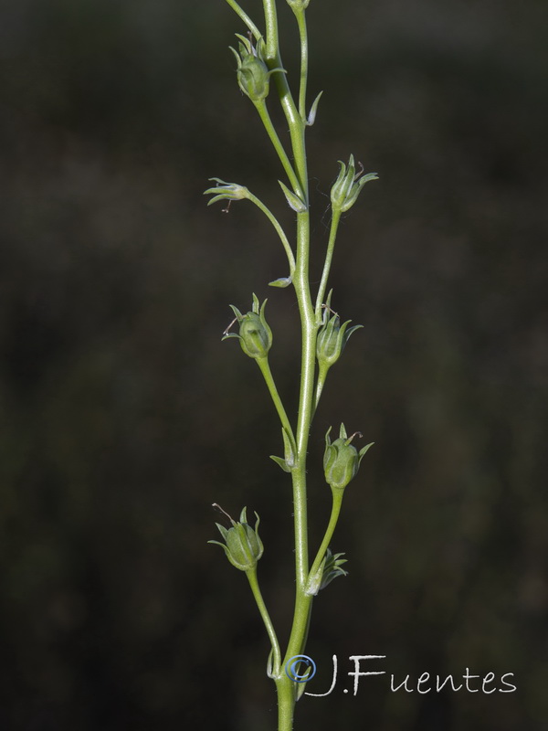 Linaria maroccana.04