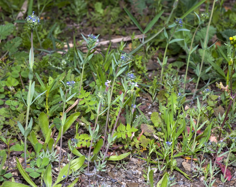 Linaria micrantha.01