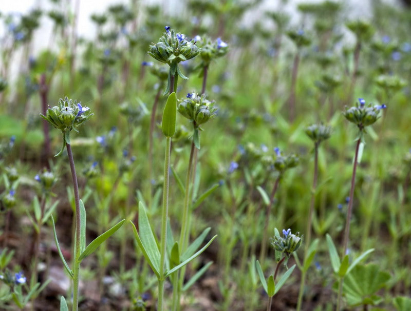 Linaria micrantha.03