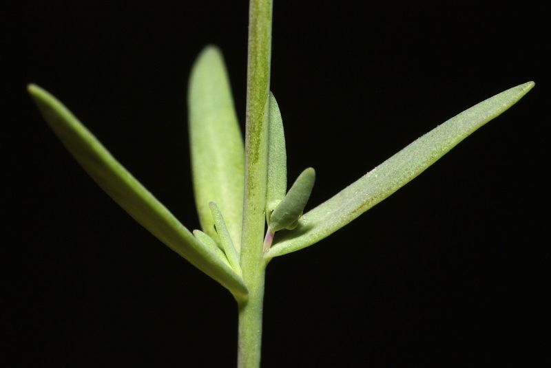 Linaria micrantha.05