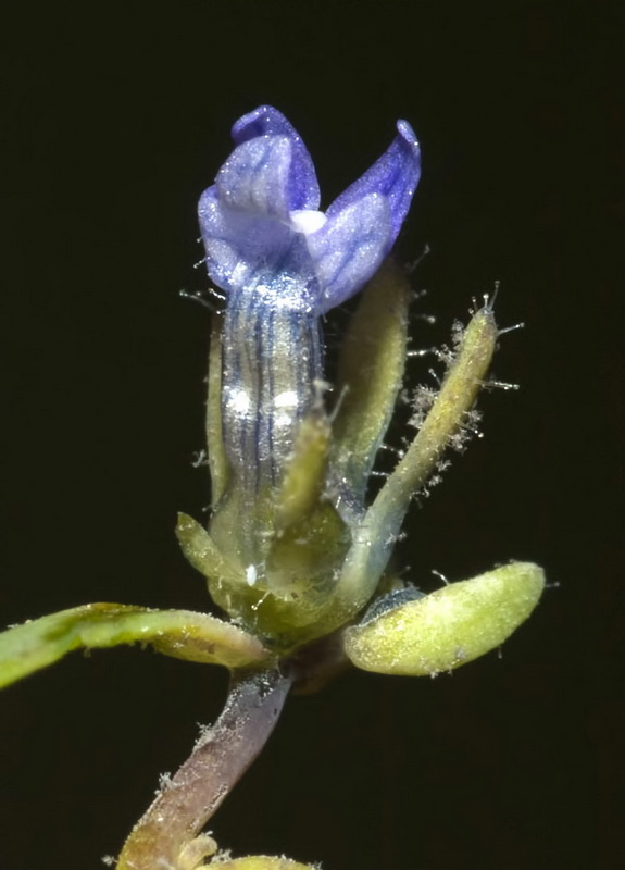 Linaria micrantha.09