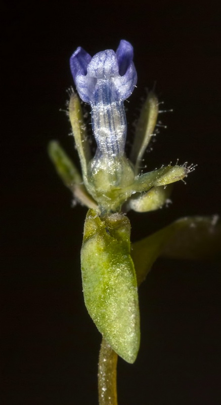 Linaria micrantha.10