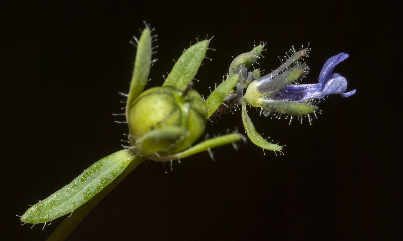 Linaria micrantha.12