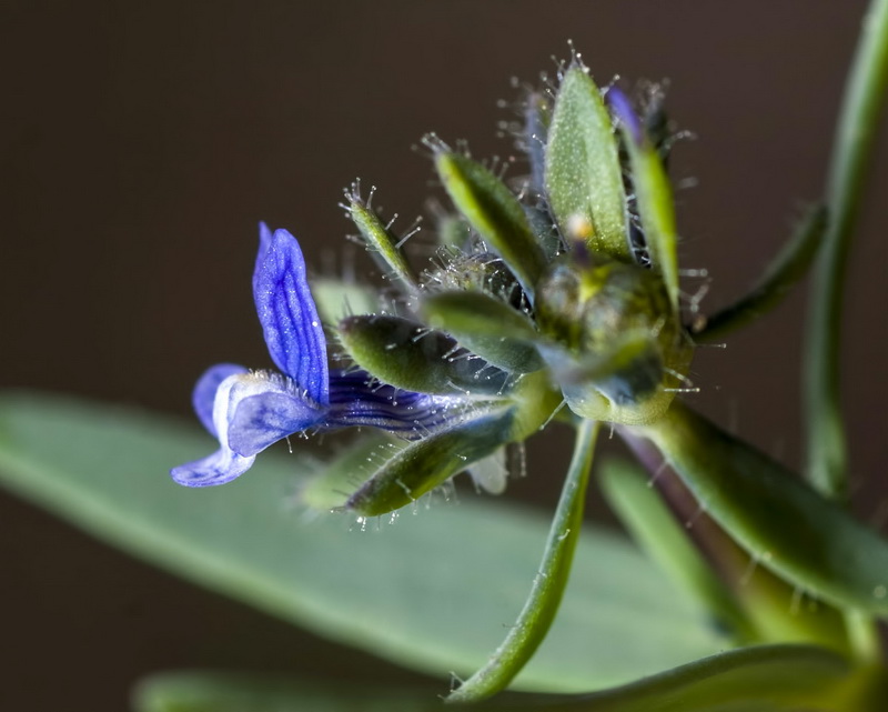 Linaria micrantha.14