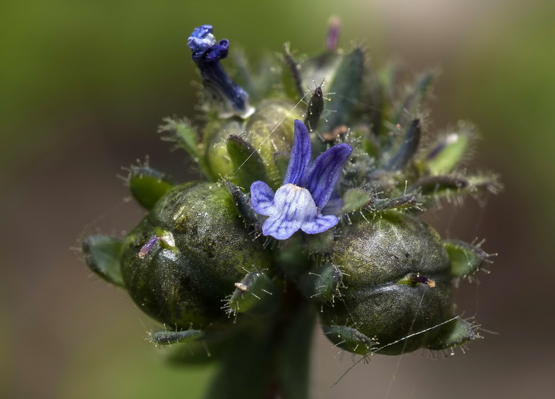 Linaria micrantha.15