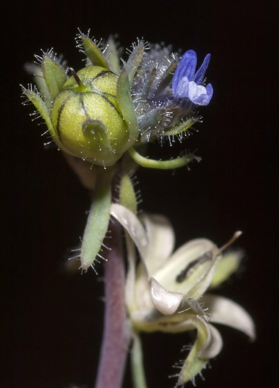 Linaria micrantha.17