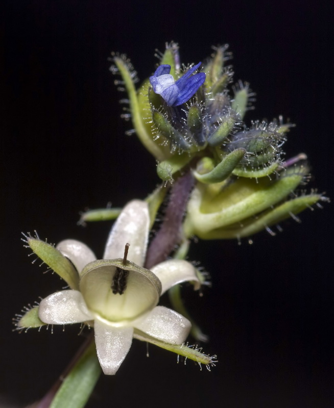 Linaria micrantha.19