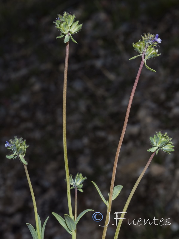 Linaria micrantha.21