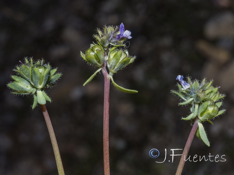 Linaria micrantha.22