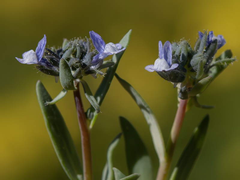 Linaria micrantha.25