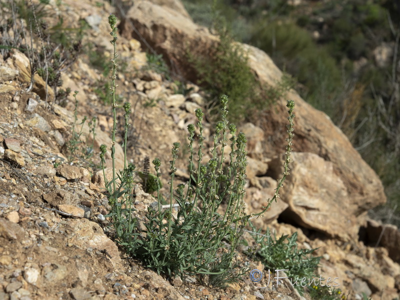Linaria micrantha.27