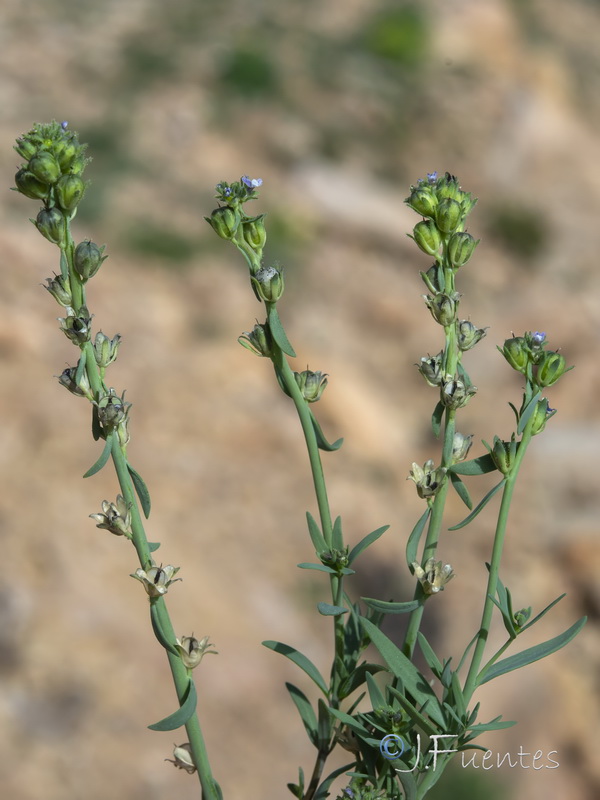 Linaria micrantha.28