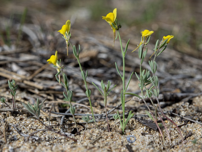 Linaria munbyana.01