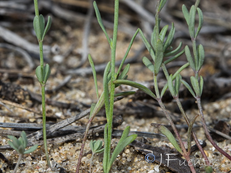 Linaria munbyana.02