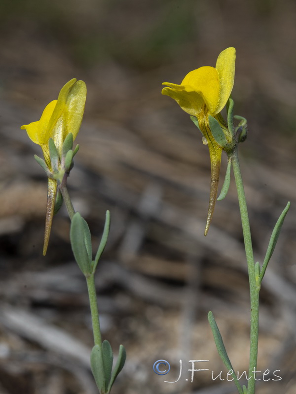 Linaria munbyana.03