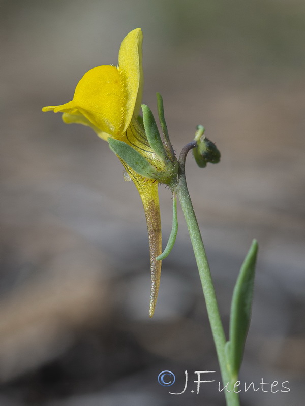 Linaria munbyana.04