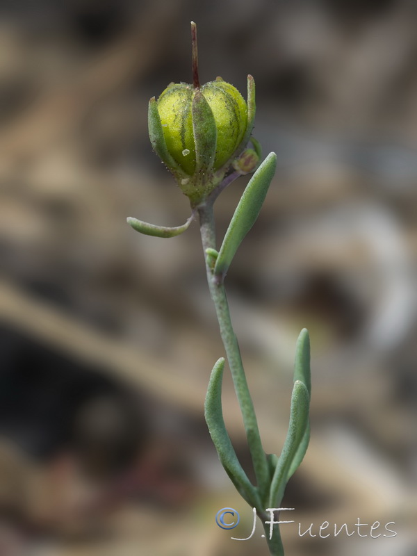 Linaria munbyana.06