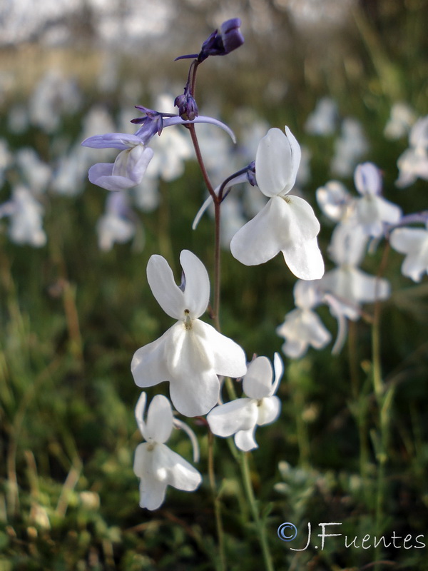 Linaria nigricans.01