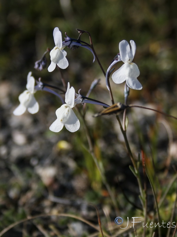 Linaria nigricans.02