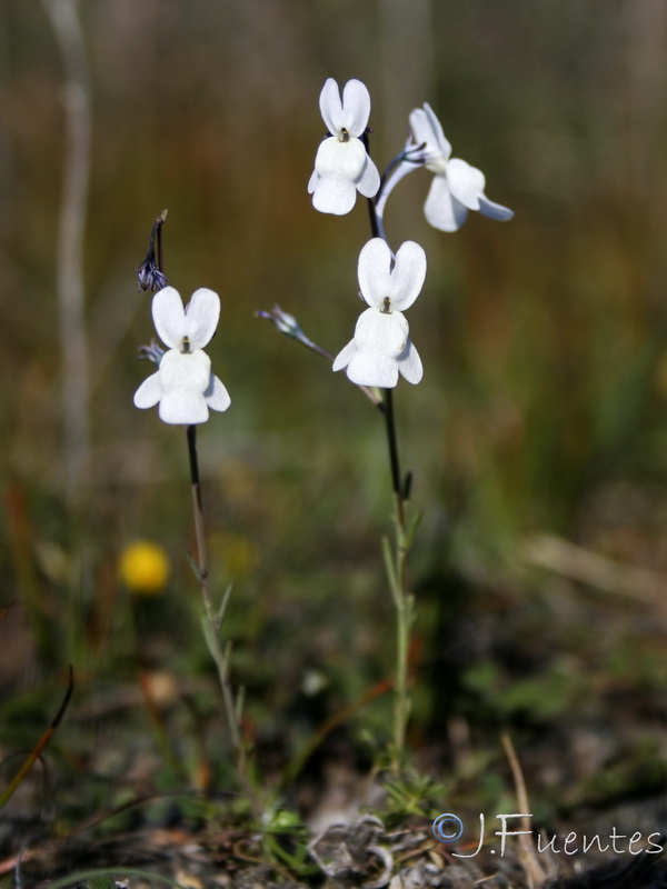 Linaria nigricans.03