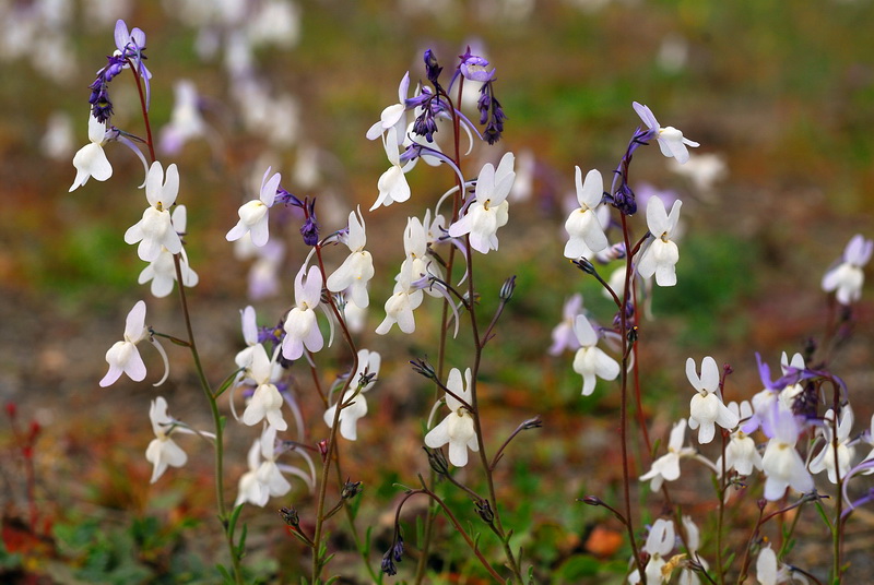 Linaria nigricans.04