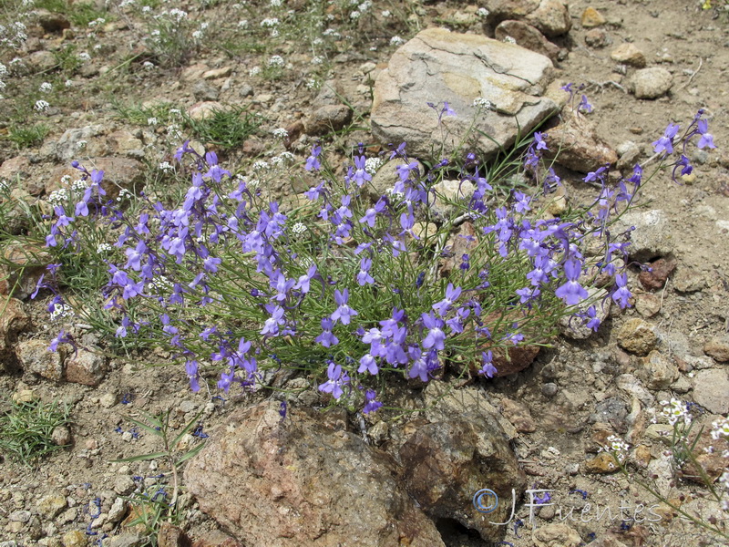 Linaria nigricans.06