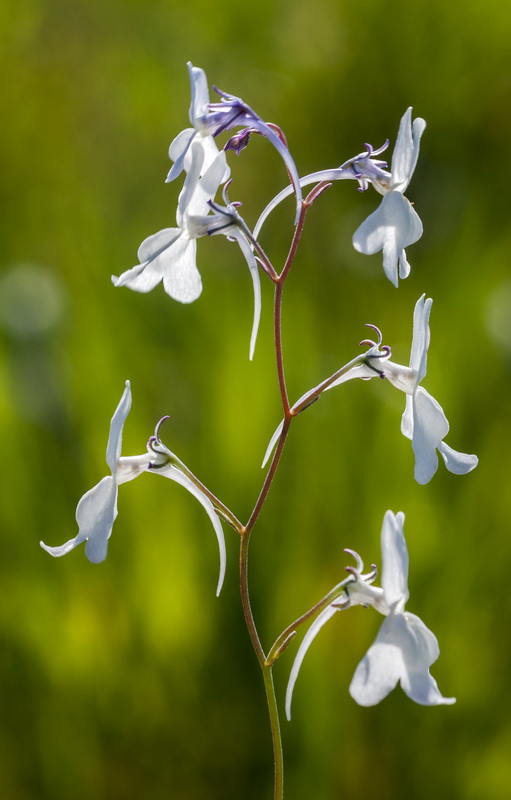 Linaria nigricans.08