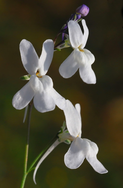 Linaria nigricans.11