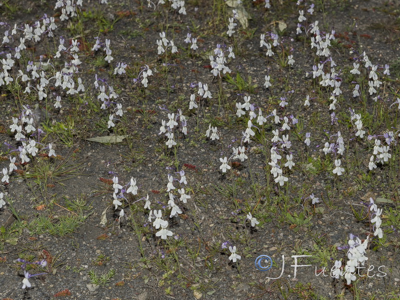 Linaria nigricans.14