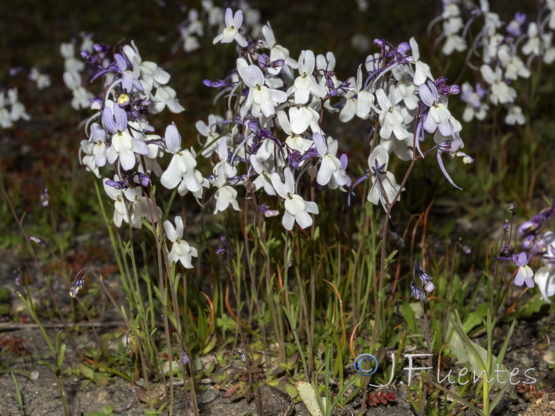 Linaria nigricans.15