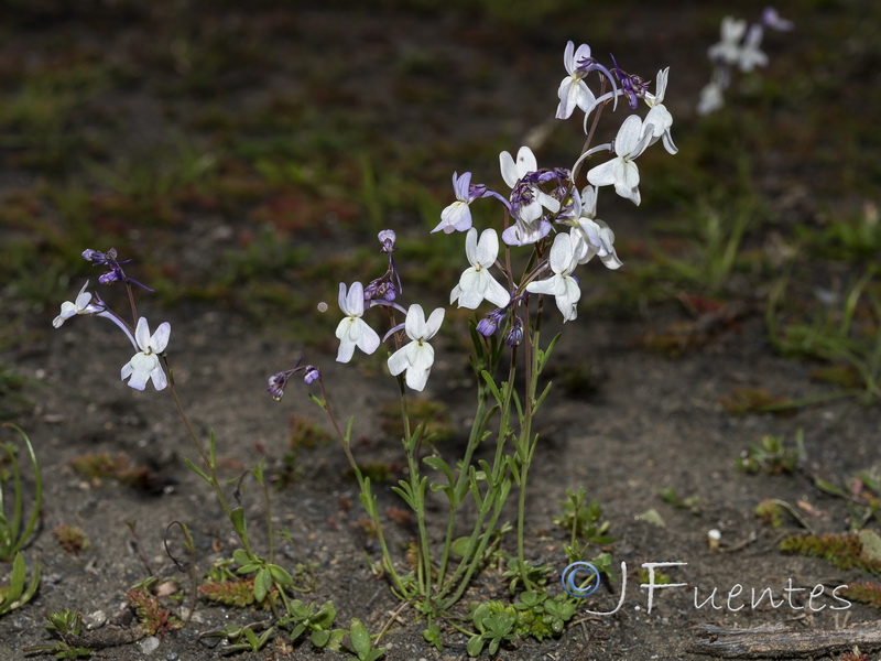 Linaria nigricans.16