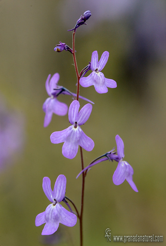 Linaria nigricans fragans