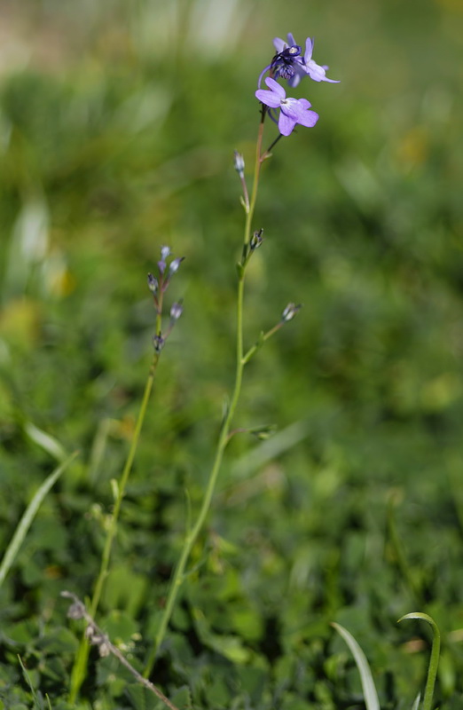 Linaria nigricans fragrans.03