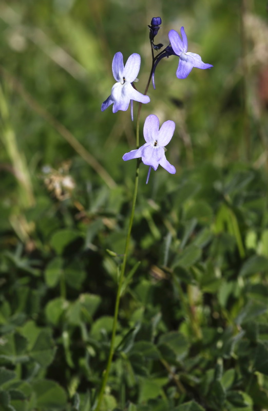 Linaria nigricans fragrans.04