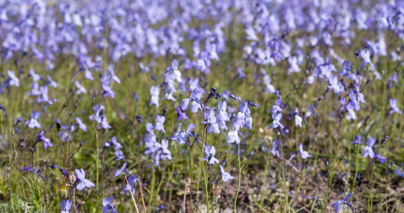 Linaria nigricans fragrans.06