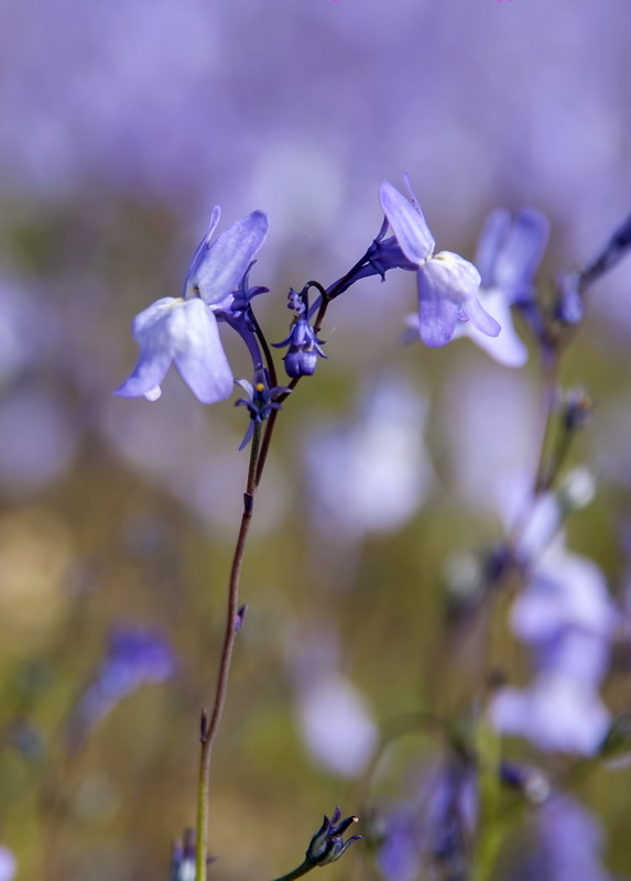 Linaria nigricans fragrans.08