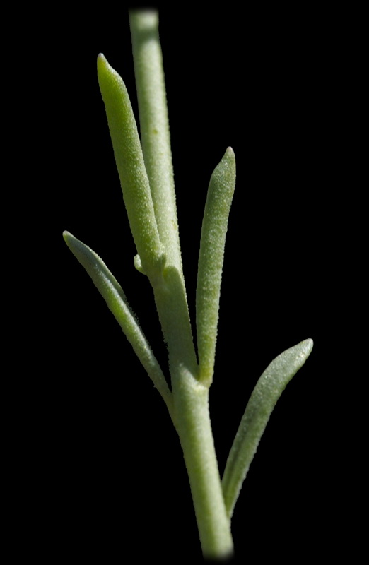 Linaria nigricans fragrans.09