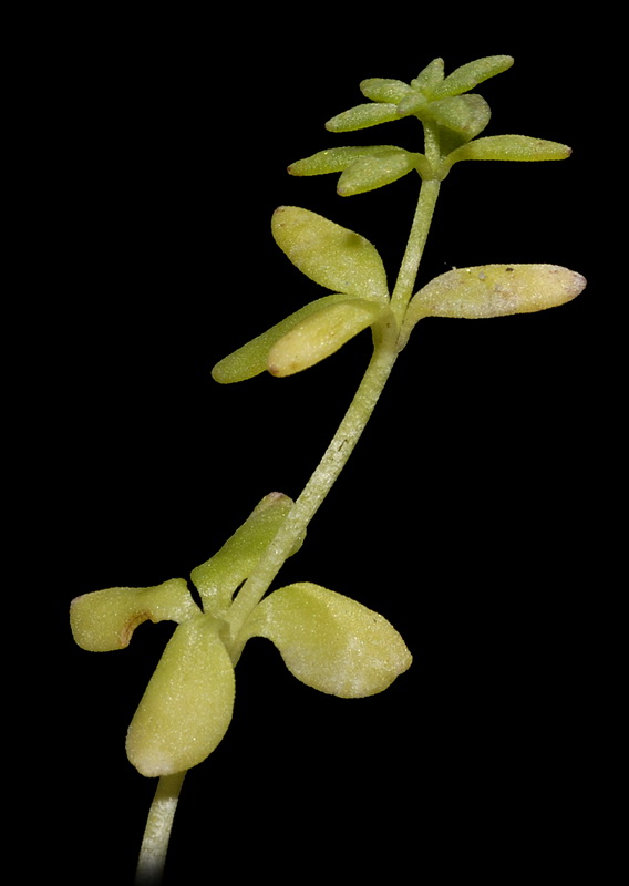 Linaria nigricans fragrans.11