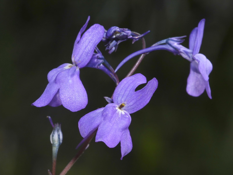 Linaria nigricans fragrans.19