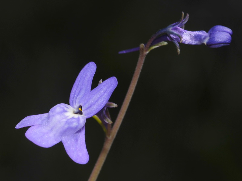 Linaria nigricans fragrans.28