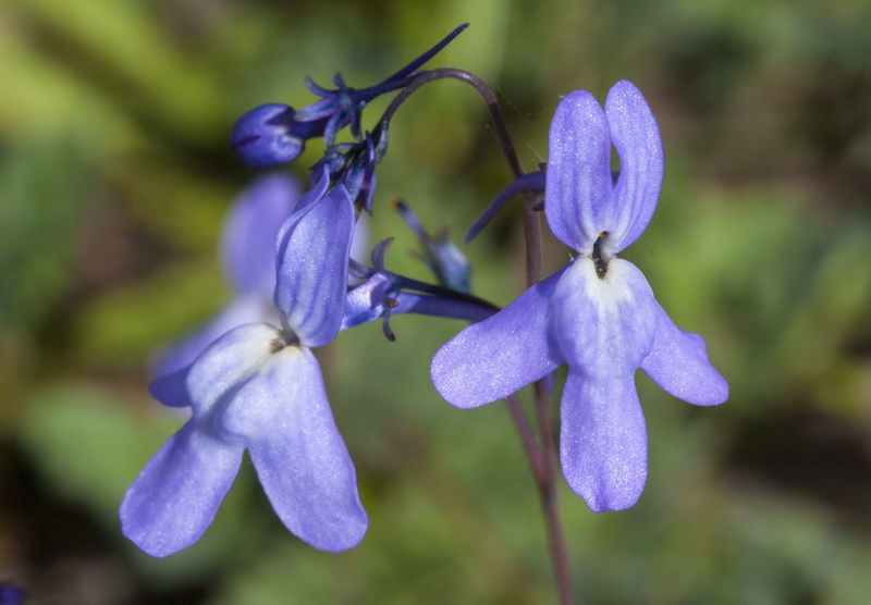 Linaria nigricans fragrans.34