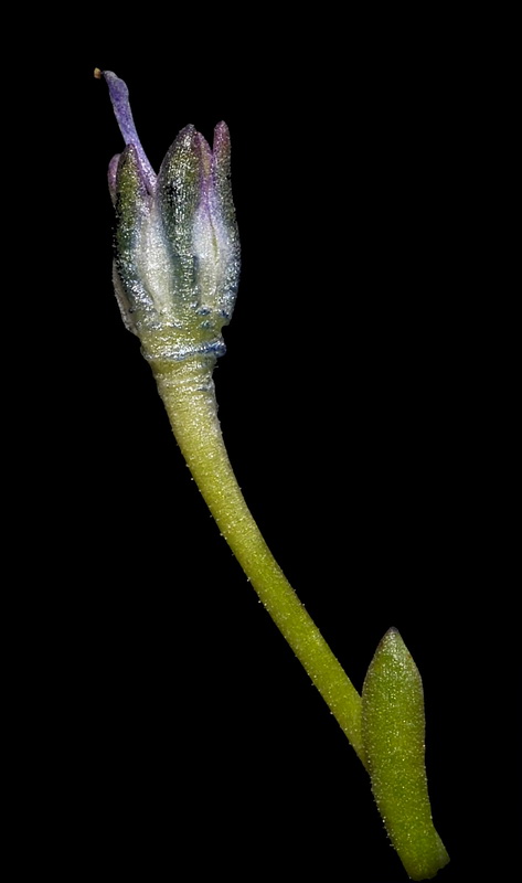 Linaria nigricans fragrans.40