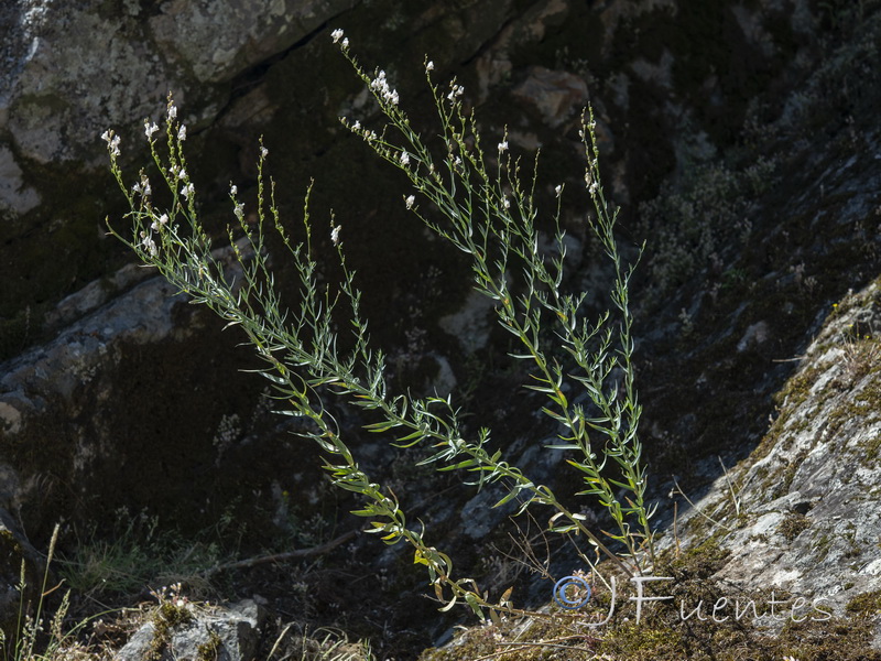 Linaria nivea.06