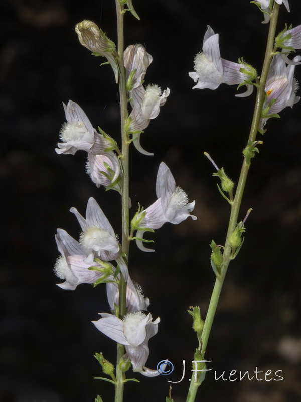 Linaria nivea.17