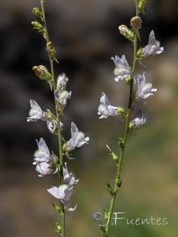 Linaria nivea.18