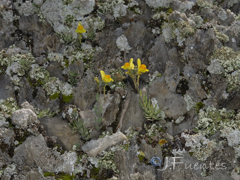 Linaria oblongifolia aragonensis.02